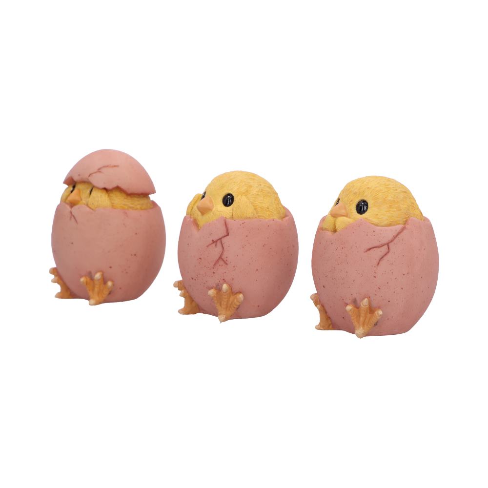 Three Wise Chicks